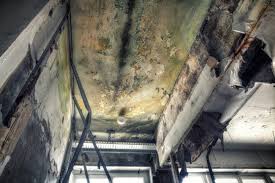 Professional Mold Prevention & Removal  in Boca Raton, FL